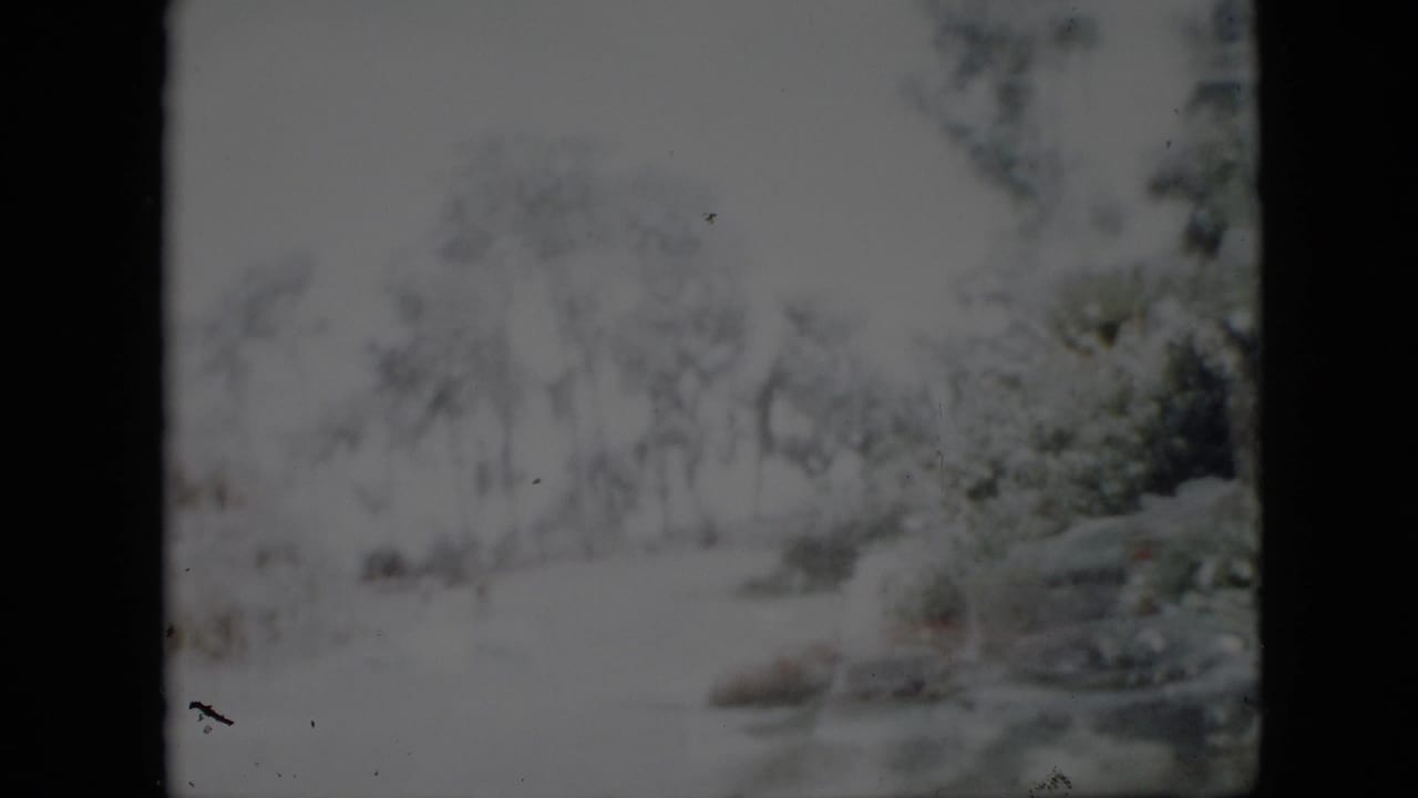 Overexposed outdoor view with trees, brush, and part of a vehicle-like shape at the right edge.