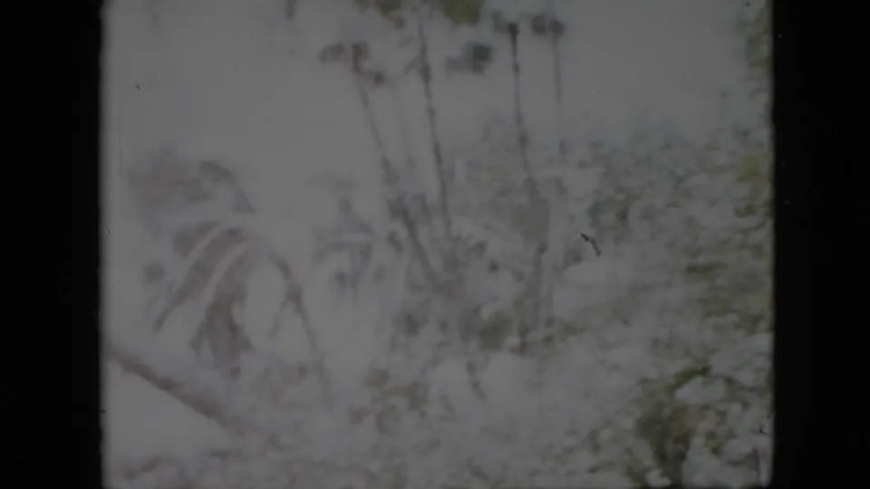 Soft, bright 1958 Pennsylvania park footage frame showing pale foliage, thin branches, and indistinct landscaping in a wooded garden area.