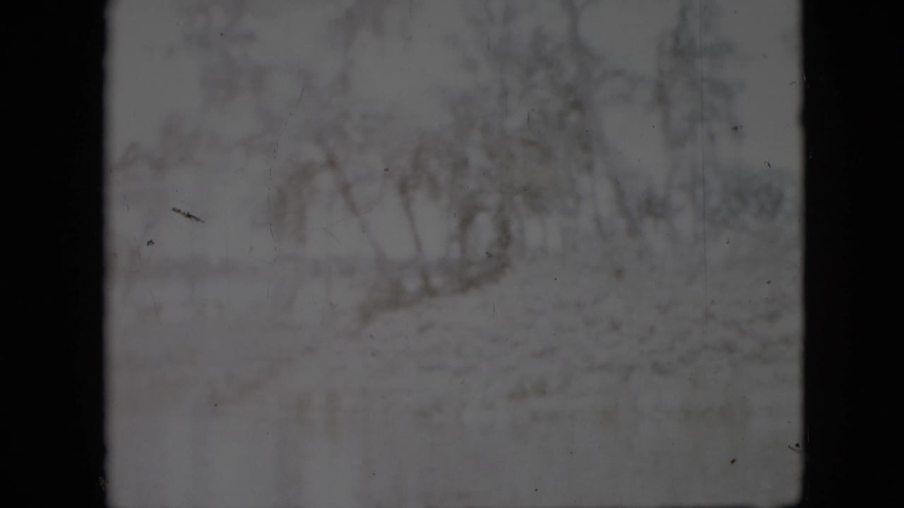 Soft shoreline view with trees and brush beside a dark center border.