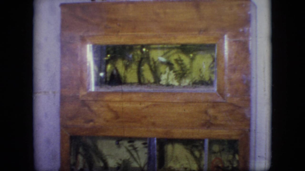 1964 Philadelphia 8mm frame showing a wooden-framed terrarium or insect cage with glass panels, foliage, and small crawling creatures inside.