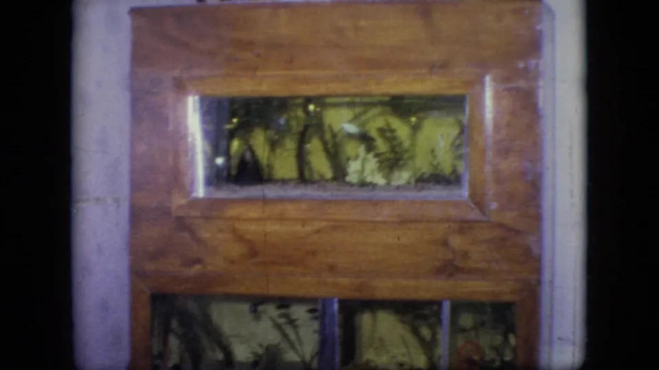 1964 Philadelphia 8mm frame showing a wooden-framed terrarium or insect cage with glass panels, foliage, and small crawling creatures inside.