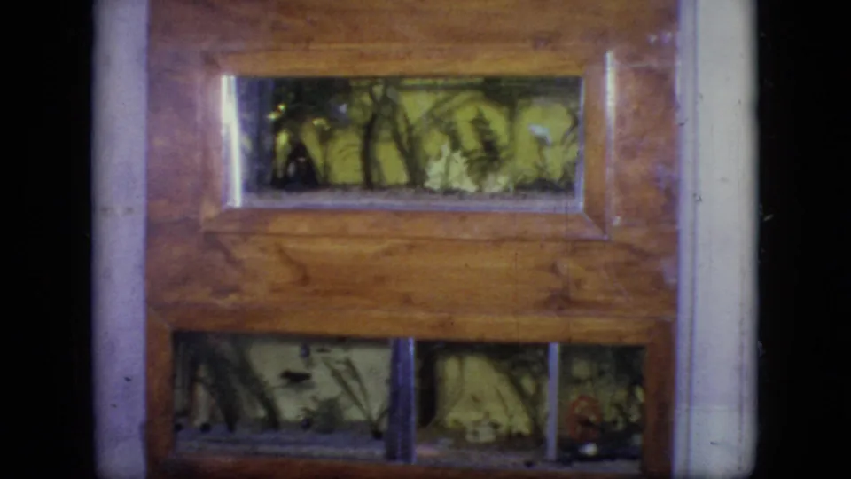 1964 Philadelphia home-movie frame of a wooden terrarium with upper and lower glass sections, foliage, and small creatures visible near the bottom.