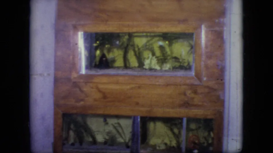 Soft 8mm frame from Philadelphia in 1964 showing a wooden terrarium front with glass panes, plant material, and small movement within the enclosure.