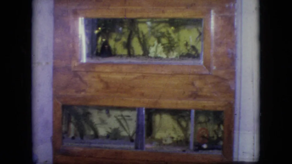 1964 Philadelphia 8mm frame showing the same wooden terrarium, with warm light on foliage and small creatures or shadows behind the lower glass panels.