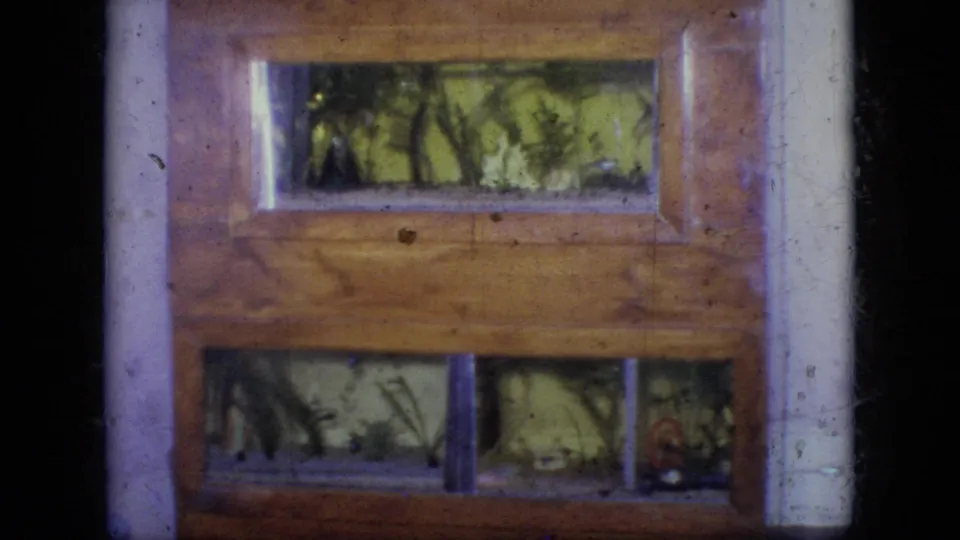 1964 Philadelphia 8mm still showing the same wooden case with upper and lower glass compartments, green plant-like material, and visible film dust.