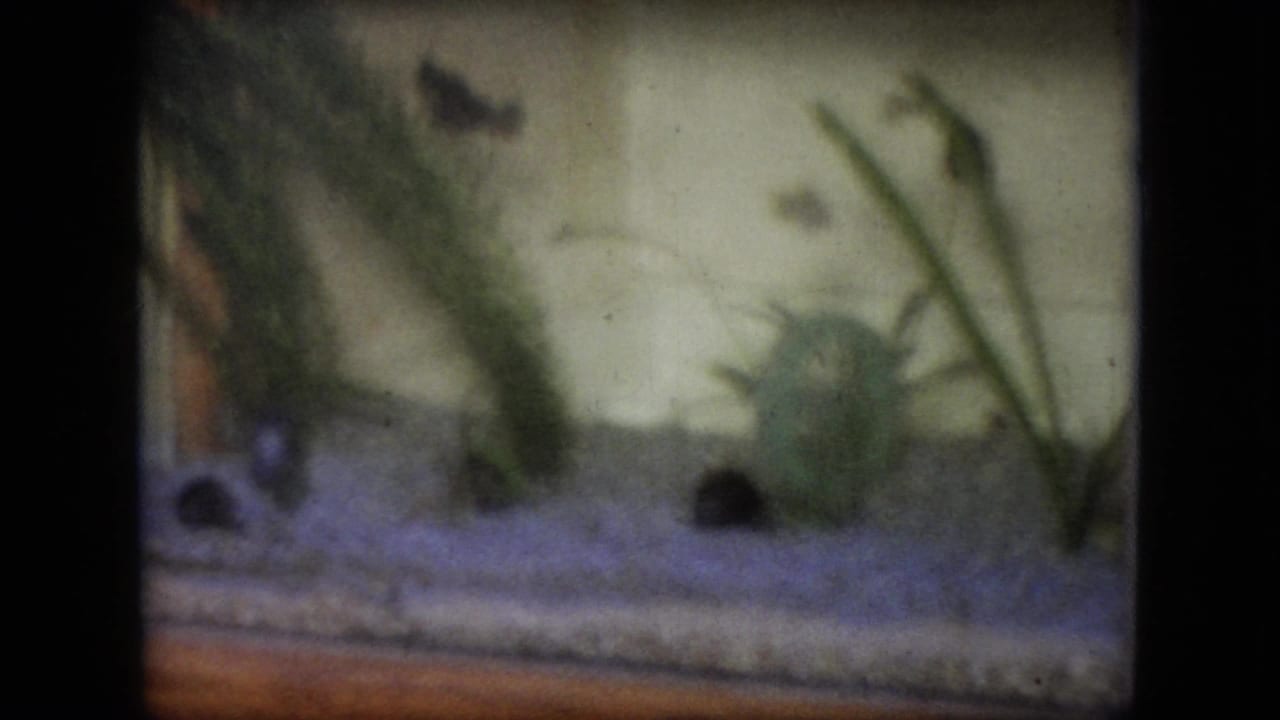 1964 Philadelphia 8mm frame showing an aquarium with green plants, pale gravel or substrate, and small dark fish shapes moving through the water.