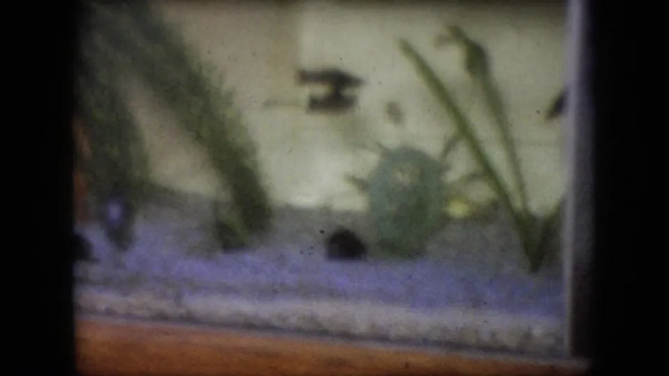 1964 Philadelphia 8mm frame with a blurred aquarium view, showing aquatic plants, pale tank substrate, a dark fish shape, and the brown edge below the glass.