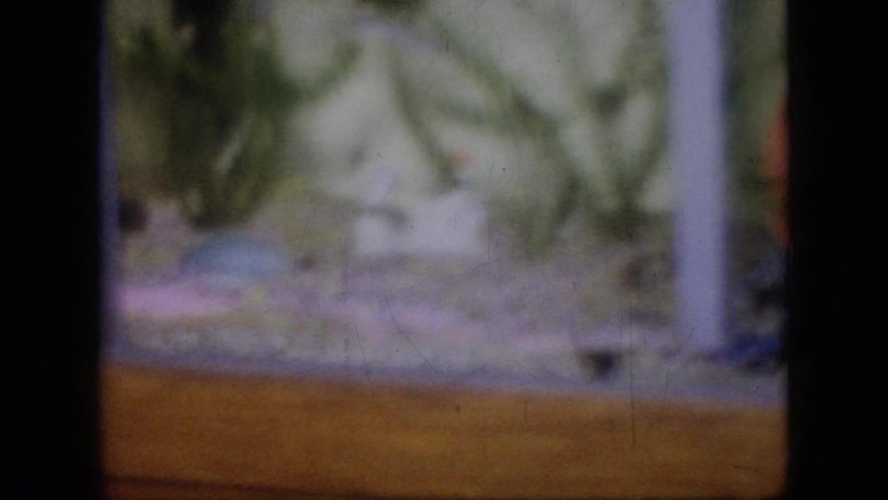 1964 Philadelphia home-movie frame showing a built-in wall aquarium with green aquatic plants, pale pebbles, and a wood surround in dim interior light.