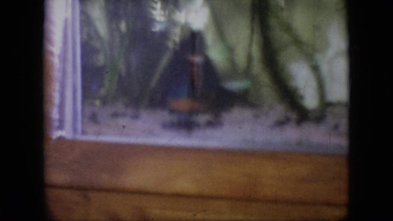 Aquarium glass and wood trim with plants and a dark fish shape near the back.