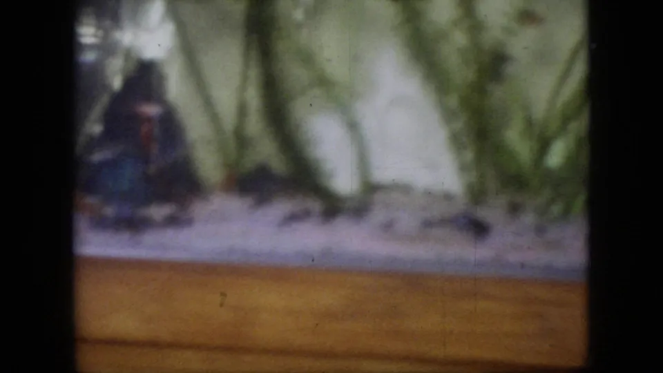 1964 Philadelphia home-movie frame showing a dim, softly focused aquarium with green plants, pale pebbles, a wood surround, and a dark fish silhouette at left.