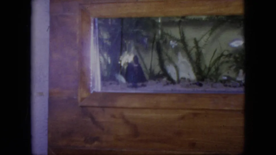 1964 Philadelphia home-movie frame with a wider view of the wood-paneled built-in aquarium, green aquatic plants, pale pebbles, and dark fish shapes behind the glass.