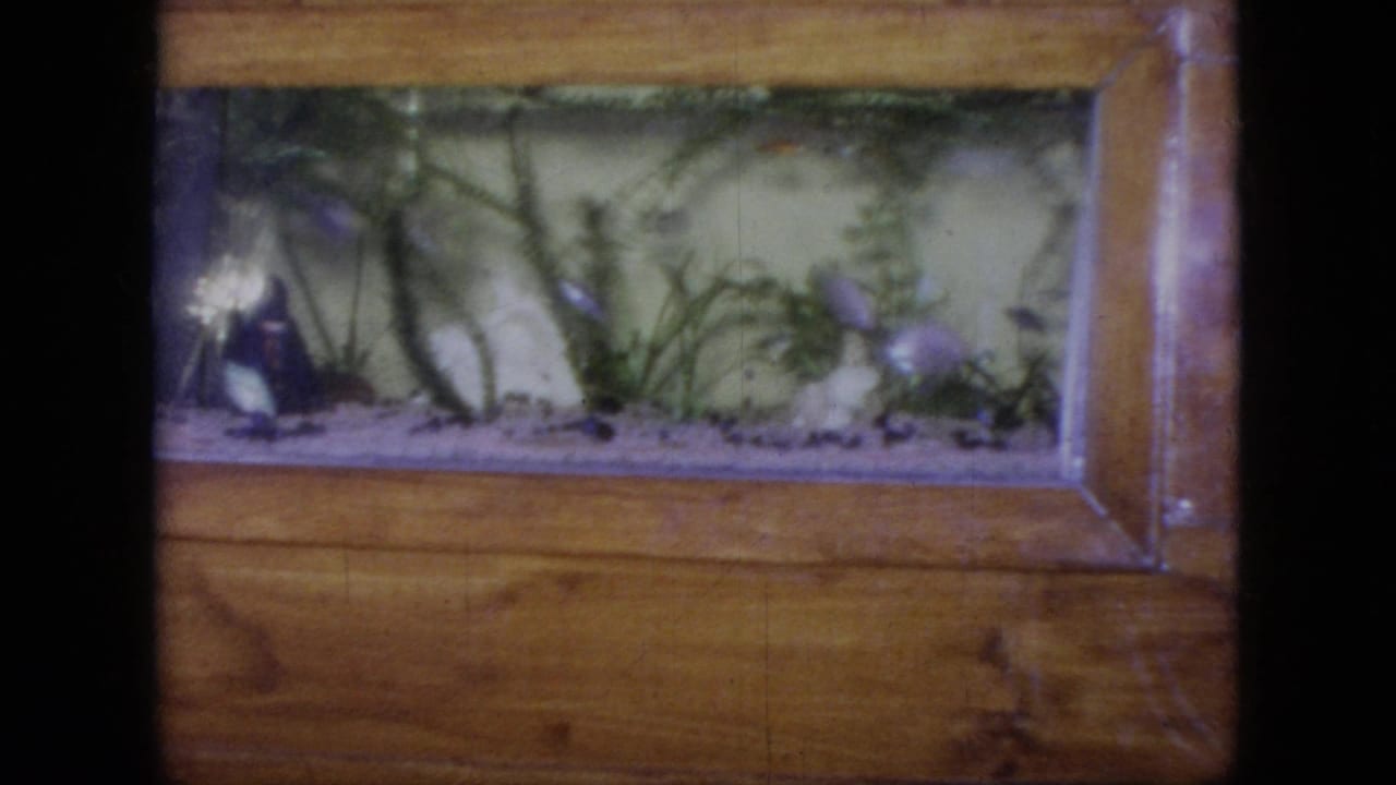 1964 Philadelphia-area 8mm frame of a wood-framed aquarium, with pale gravel, green plants, and small fish visible through softened glass.
