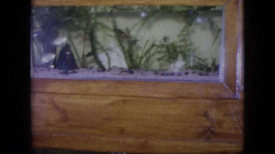 1964 Philadelphia-area 8mm frame showing a small aquarium cabinet, with a dark fish near the left, plants rooted in gravel, and soft film grain across the scene.