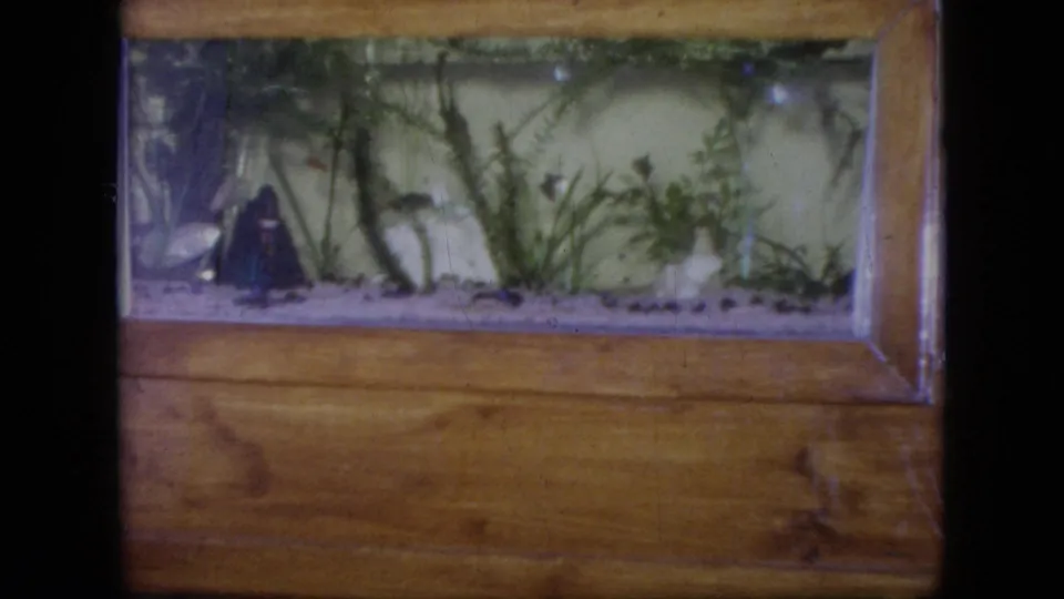 1964 Philadelphia-area 8mm frame of fish swimming in a cabinet aquarium, with green plants, pale gravel, and warm wood surrounding the tank.