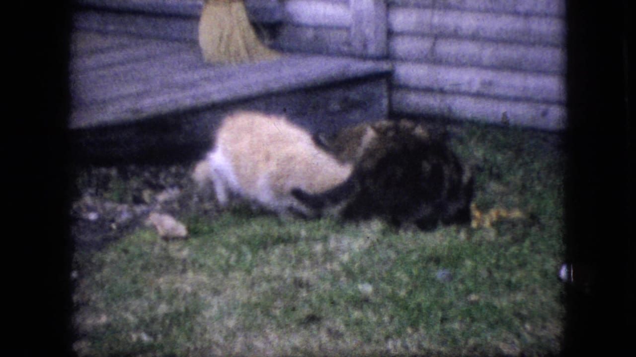 In 1964 Philadelphia 8mm footage, a light-colored cat and a dark tabby appear on the grass beside a wooden porch and house siding.