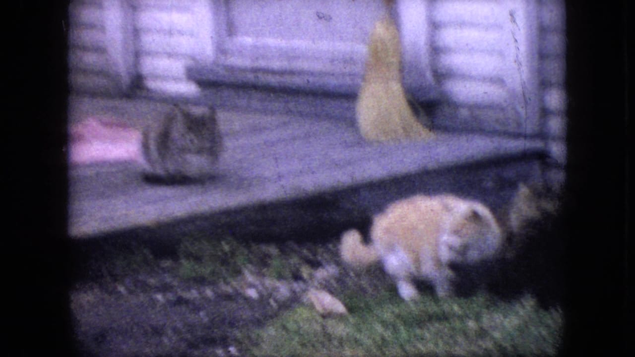 Light-colored cat moves near the edge of a porch while another cat sits above.