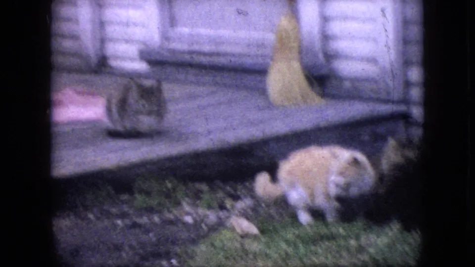 A light-colored cat moves along the grass below a wooden porch while a tabby cat sits on the deck near a mat and broom.