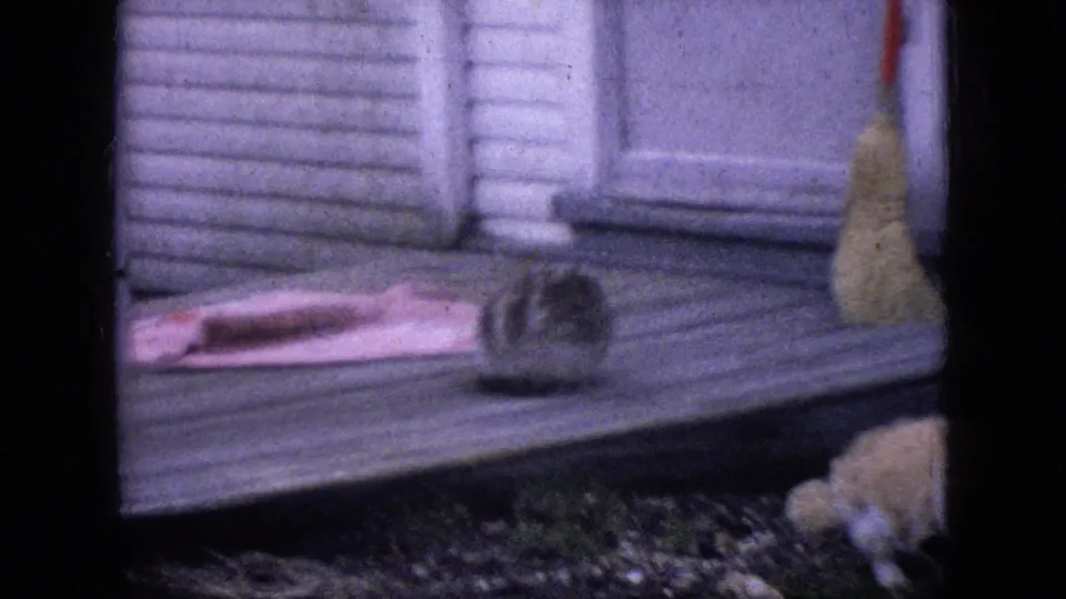 A tabby cat sits on the wooden porch near a pink mat, with light-colored cats partially visible at the lower edge of the 1964 Philadelphia home-movie frame.