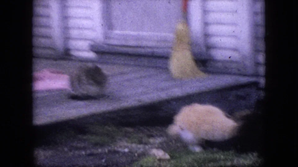 A tabby cat remains on the wooden porch while a light-colored cat moves through the grass below, framed by faded 8mm edges.