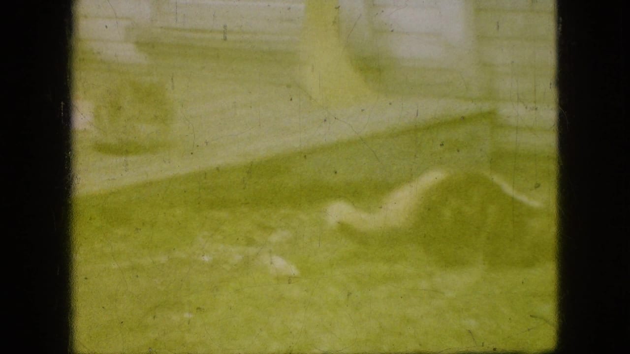 Yellow-tinted outdoor yard view with grass and a pale animal-like shape near a building.