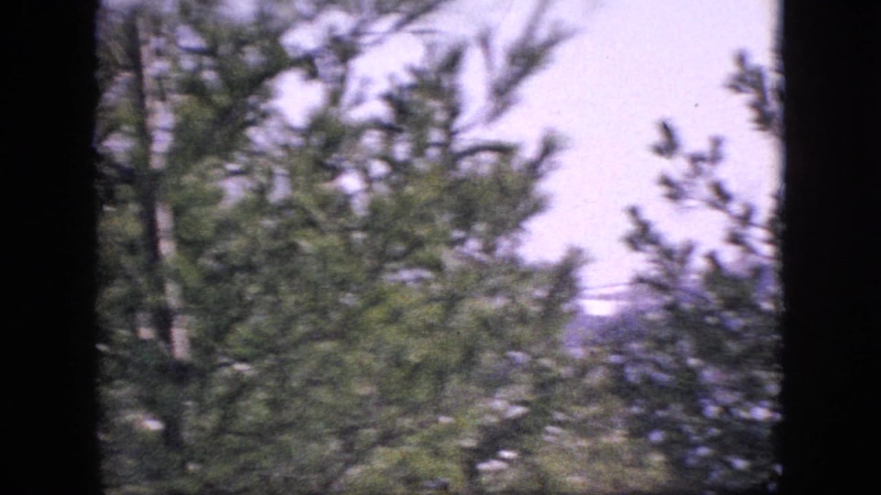 Evergreen branches and pale sky in a soft outdoor view.