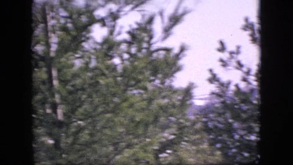 A 1964 home-movie frame showing evergreen trees and branches against a pale sky, with soft focus, grain, and slight color fading.