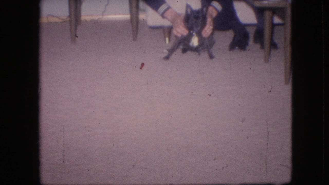 Small black dog with a white chest near a person's legs beside a wooden chair.