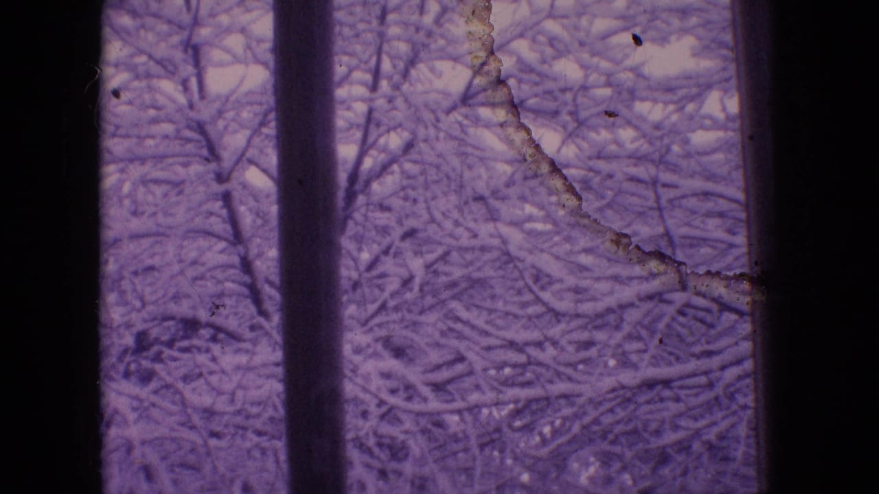 1964 Philadelphia home-movie frame showing snowy tree branches viewed through a dark interior window with a purple aged-film cast.