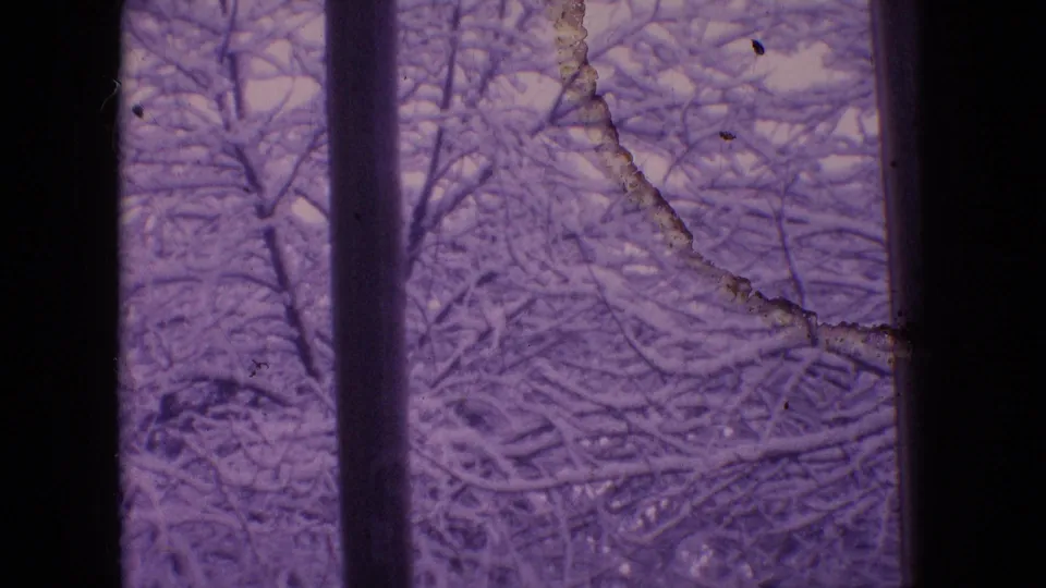 1964 Philadelphia home-movie frame showing snowy tree branches viewed through a dark interior window with a purple aged-film cast.