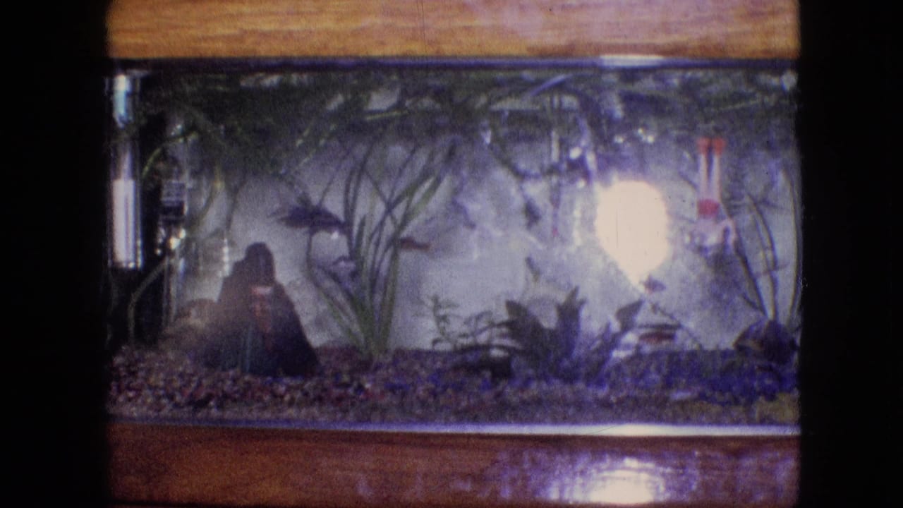 Aquarium with small fish swimming among plants and gravel beside a bright glare.