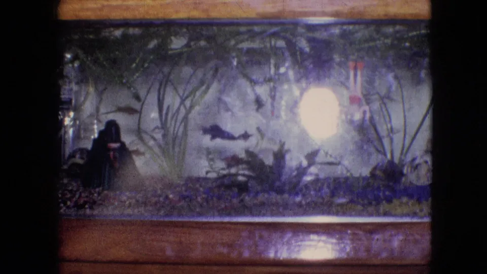 1964 8mm frame from Philadelphia showing a closer view of the aquarium, with several small fish, tall aquatic plants, gravel, and a purple-blue color cast from the film scan.