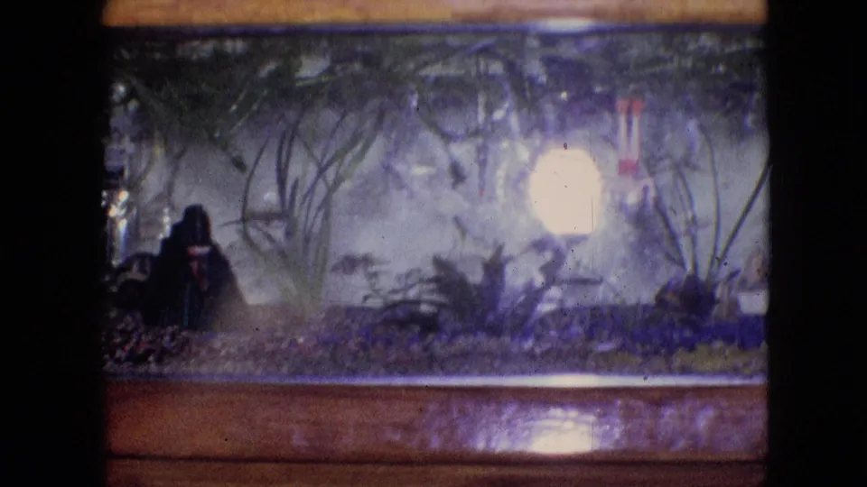 End frame of the 1964 Philadelphia 8mm aquarium clip, showing fish among aquatic plants and gravel with a bright reflected tank light and soft handheld home-movie texture.