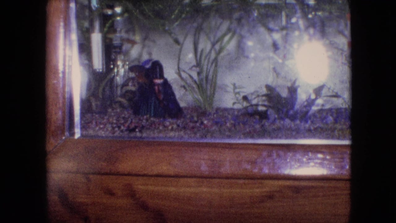 Aquarium scene with small fish swimming above gravel beside plants and bright light.