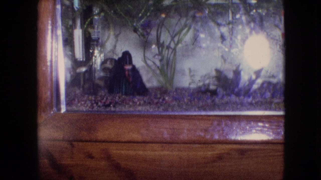Aquarium viewed through glass with plants, pebbles, dark ornament, and bright light on the right.