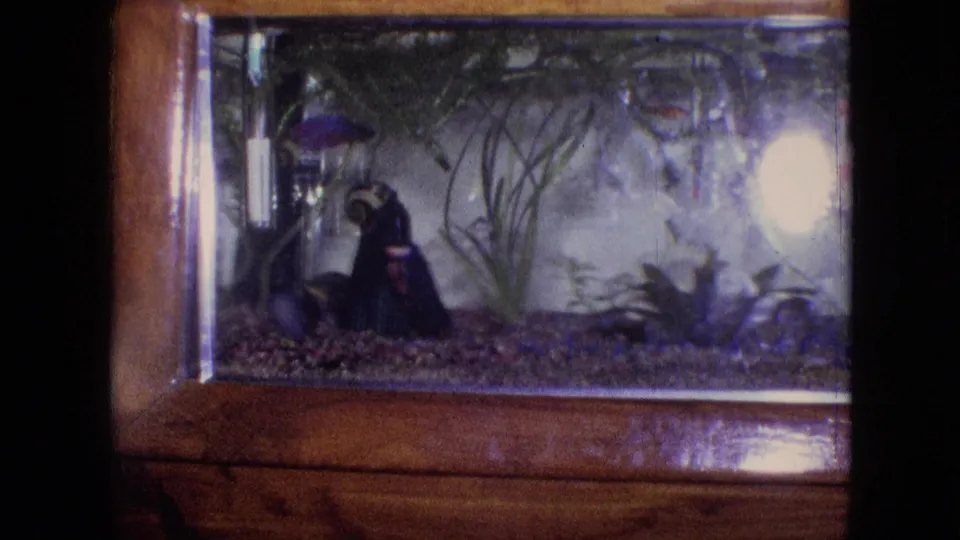 1964 Philadelphia home-movie frame with small fish visible inside a wooden-framed aquarium, surrounded by plants, gravel, a dark ornament, and right-side light.