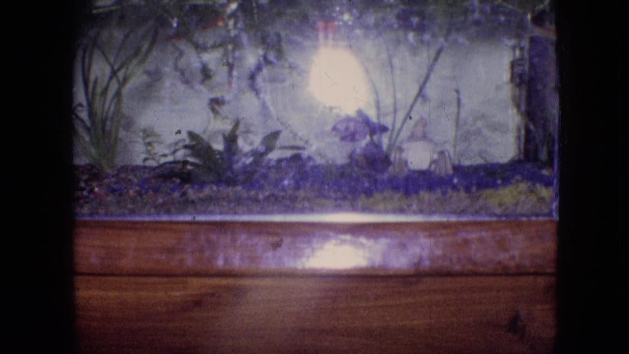 Fish tank behind a wooden frame with plants, gravel, water reflections, and a bright light bloom.