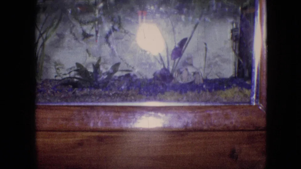 1964 Philadelphia 8mm home-movie frame showing the corner of a household aquarium, aquatic plants, purple-toned gravel, bright glass reflection, and polished wooden framing below.