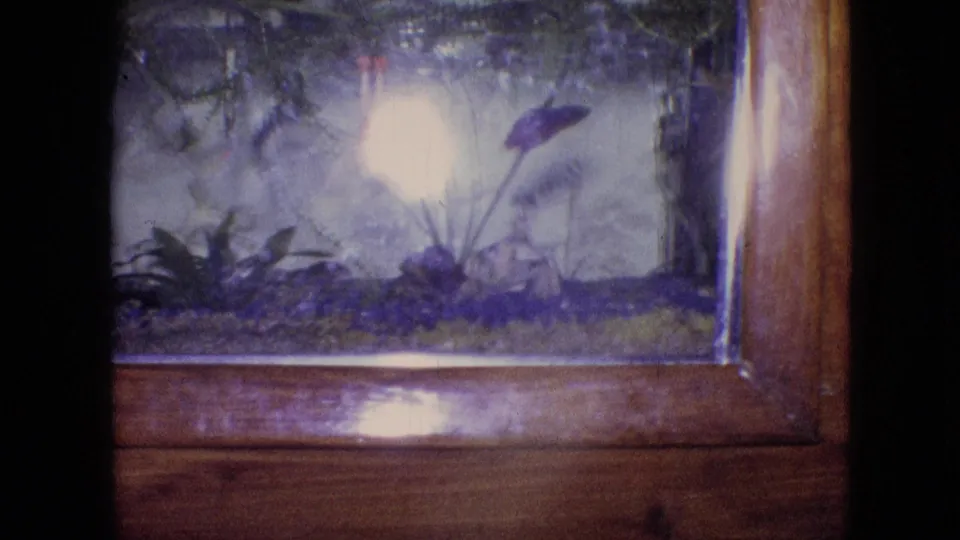 1964 Philadelphia 8mm frame of a household fish tank with tall aquatic plants, purple-toned gravel, a strong reflected light, and wooden trim visible along the side and base.