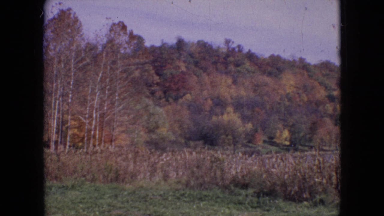 1964 8mm home-movie frame from the Philadelphia, Pennsylvania metadata showing a wooded autumn hillside beyond tall reeds and a grassy foreground.