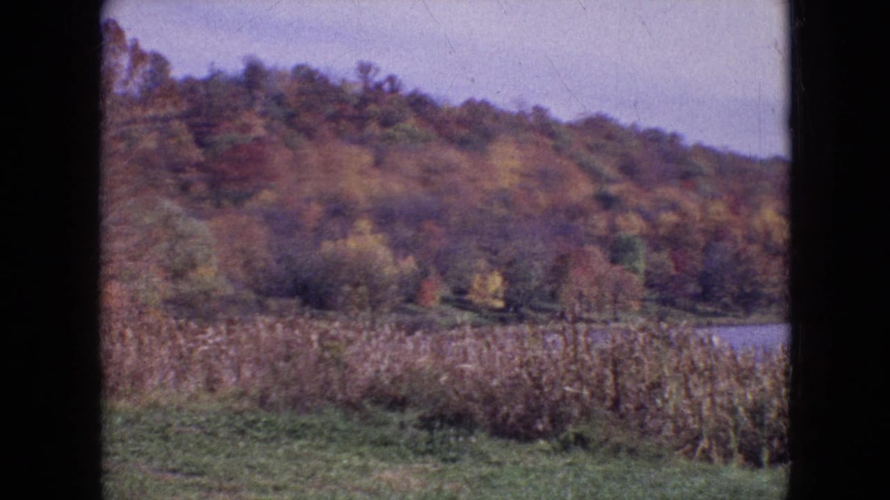 Wooded fall hillside with reeds in the foreground and water visible at right.