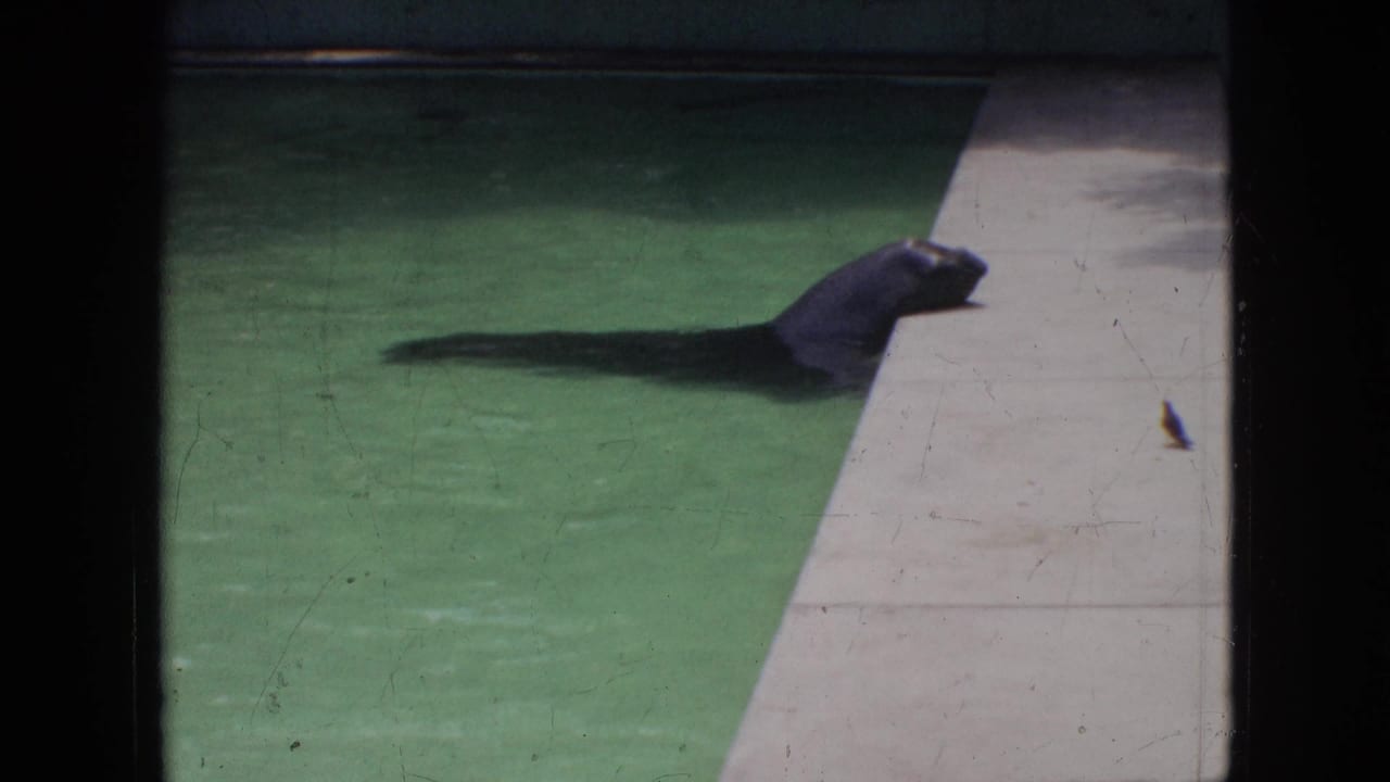 1964 Philadelphia 8mm frame showing a dark seal or sea lion swimming in a green-tinted exhibit pool beside a pale concrete ledge.