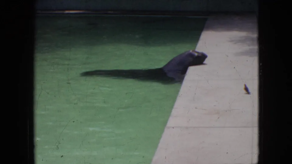 1964 Philadelphia 8mm frame showing a dark seal or sea lion swimming in a green-tinted exhibit pool beside a pale concrete ledge.