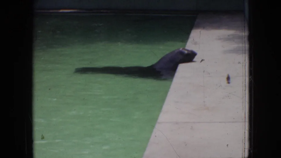 1964 Philadelphia home-movie frame showing a dark seal or sea lion close to the concrete edge of a green exhibit pool, its head raised near the ledge.
