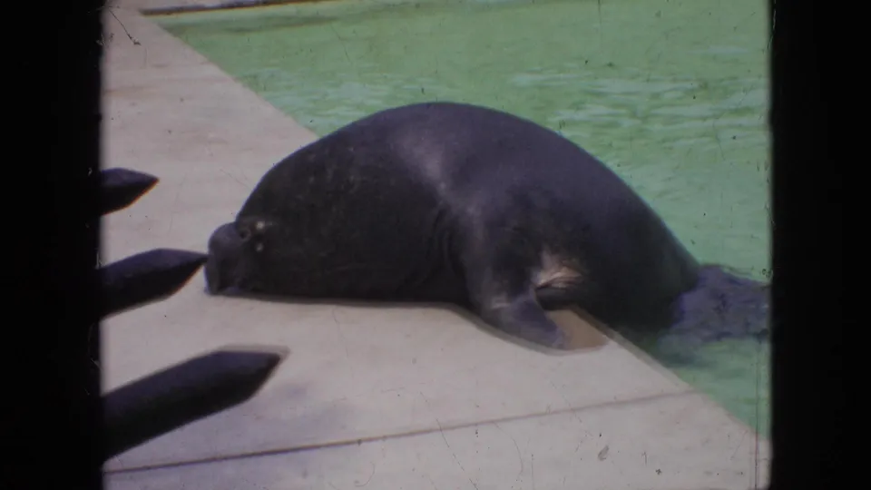 1964 Philadelphia 8mm frame showing a large dark seal or sea lion hauled out on a concrete ledge at the edge of a green-tinted pool.