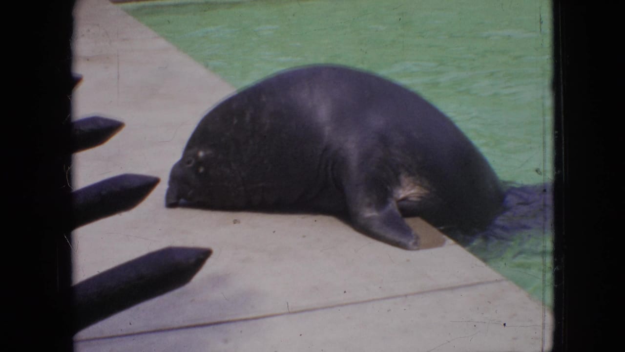 1964 Philadelphia zoo footage shows a dark seal lying on a concrete platform beside green water, seen through dark foreground bars in a faded 8mm frame.