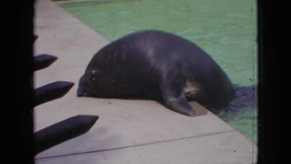 1964 Philadelphia zoo footage shows a dark seal lying on a concrete platform beside green water, seen through dark foreground bars in a faded 8mm frame.