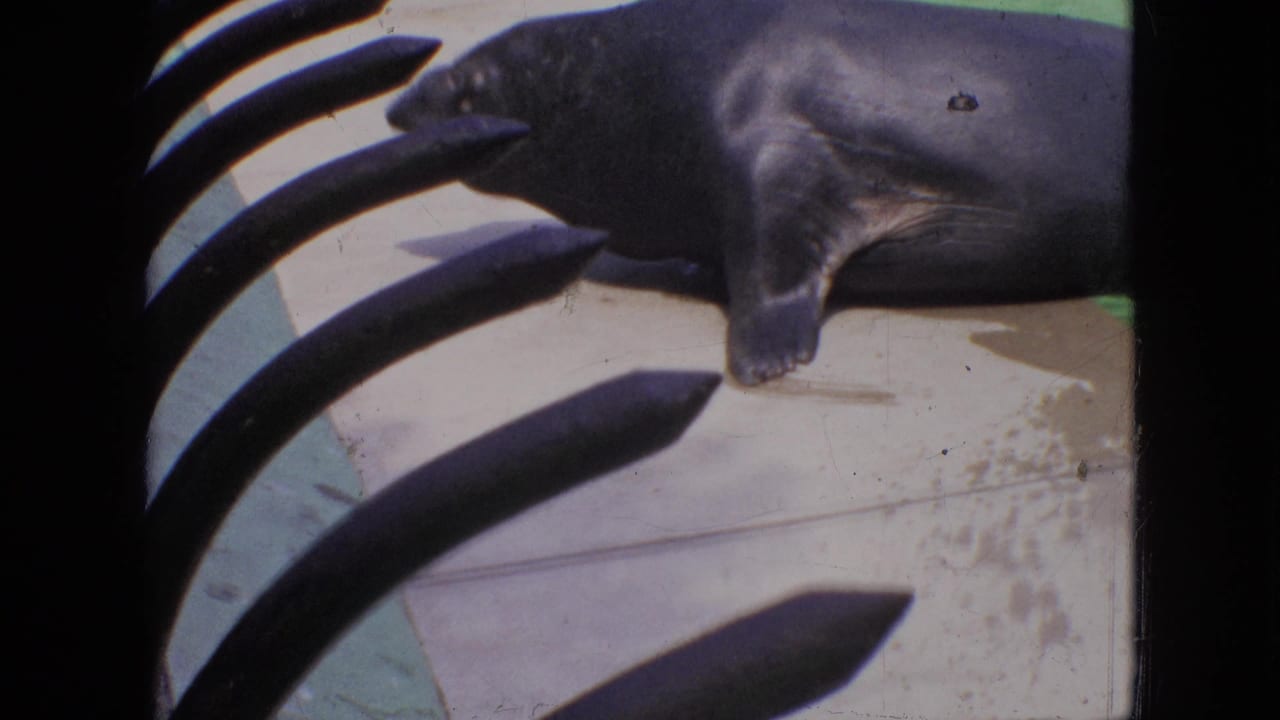 A dark wet seal lies on the concrete edge of an exhibit, partly obscured by curved dark metal bars in 1964 Philadelphia home-movie footage.