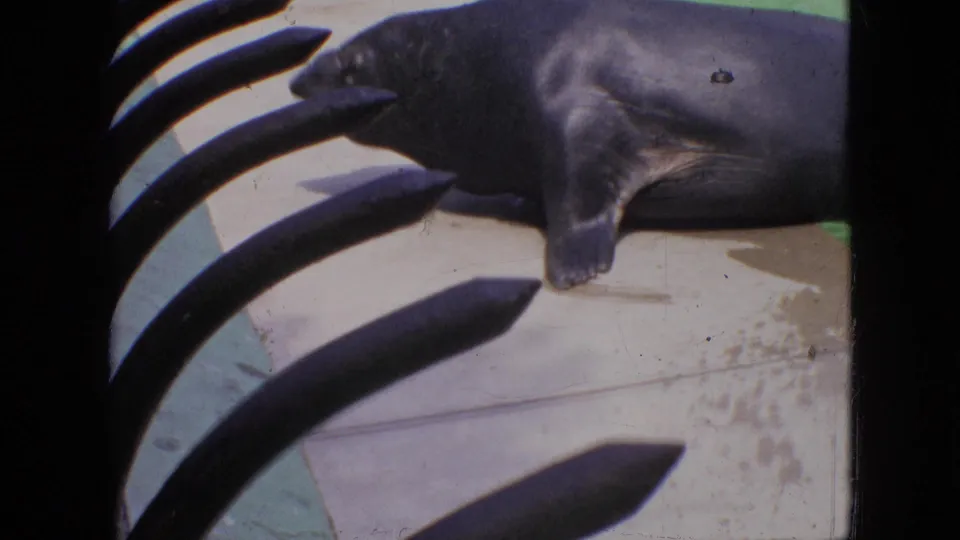 A dark wet seal lies on the concrete edge of an exhibit, partly obscured by curved dark metal bars in 1964 Philadelphia home-movie footage.