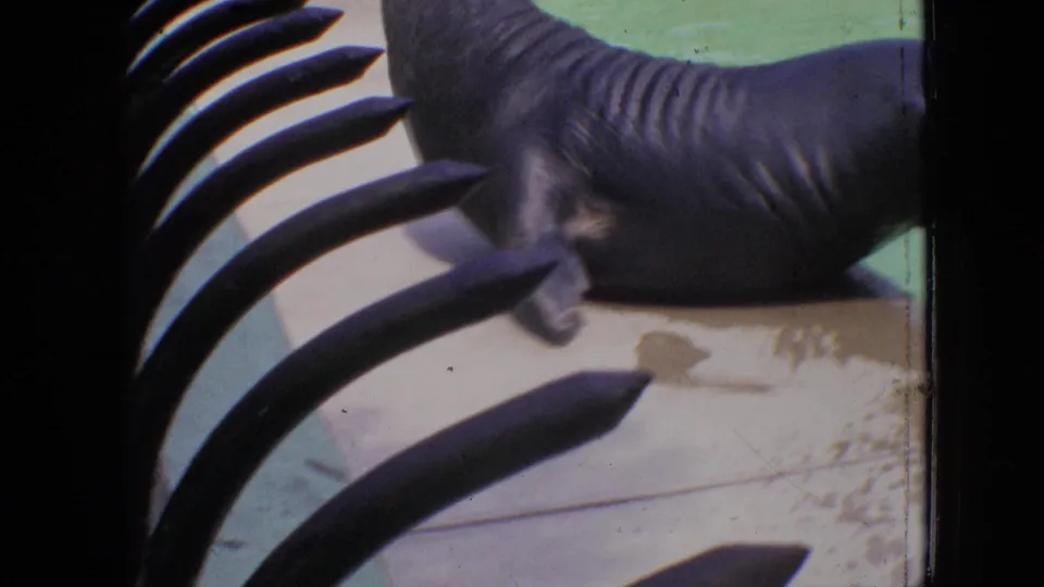 The seal shifts or is filmed from a closer angle on wet concrete beside green water, with heavy curved foreground bars crossing the 8mm frame.