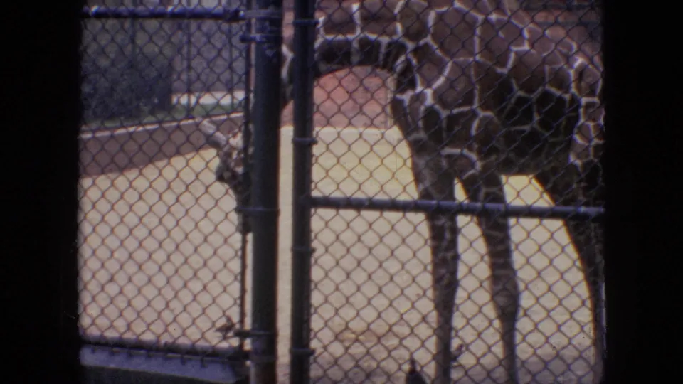 A giraffe stands behind chain-link fencing on a concrete exhibit surface, continuing the 1964 Philadelphia zoo visit from the visitor-side viewpoint.
